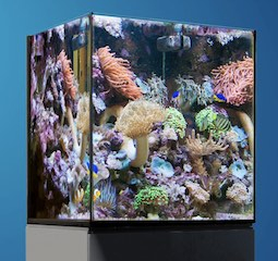 Red Sea Desktop Cube Aquarium - Ohne Unterschrank aquaPro2000