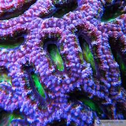 Acanthastrea Acanthastrea