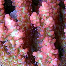 Acropora