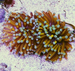 Euphyllia