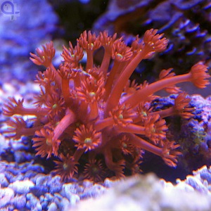 LPS-Korallen