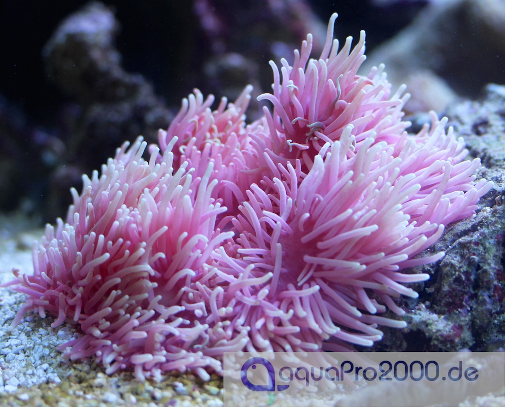 Seeanemonen Seeanemonen