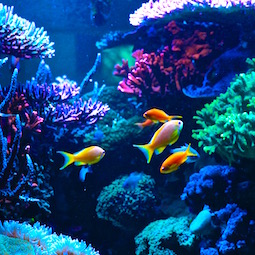 Aquarium meerwasser - Die ausgezeichnetesten Aquarium meerwasser ausführlich analysiert
