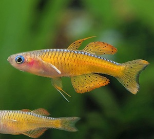Nano Fische - Minifische
