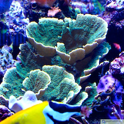 Montipora