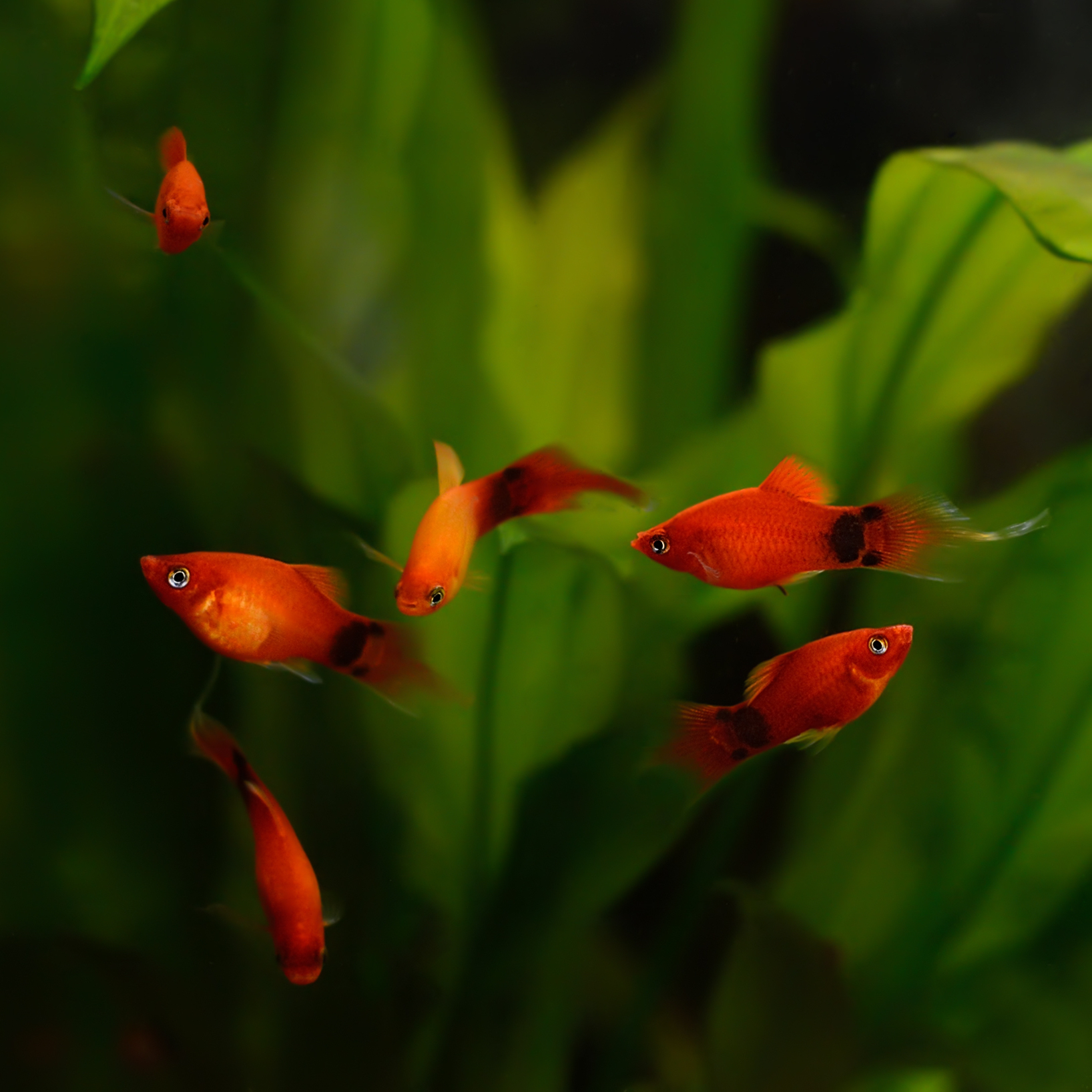 Platy Platy
