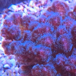 Pocillopora