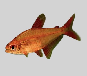 Salmler Salmler