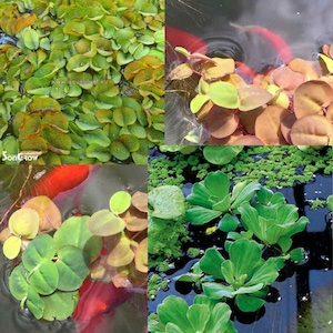 Schwimmpflanzen im Teich
