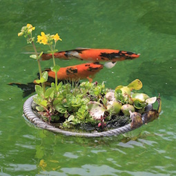 Koi- & Teich Koi- & Teich
