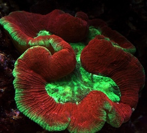 Trachyphyllia