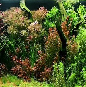 Aquarium Starterbakterien Aquarium Starterbakterien