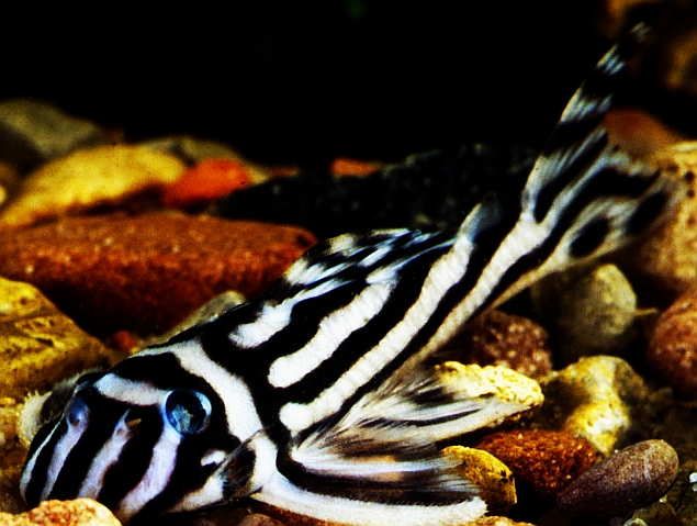 Zierfisch Raritäten Zierfisch Raritäten