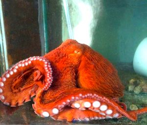 Tintenfisch: Krake - Oktopus - Sepia