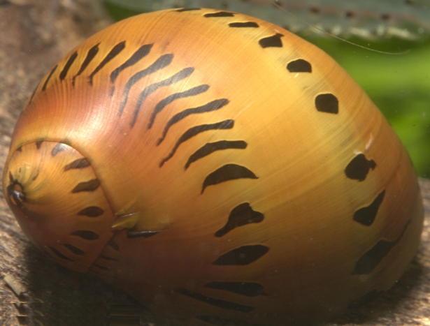 Aquarium Schnecken Aquarium Schnecken