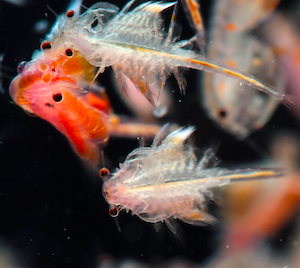 Lebendfutter für Fische