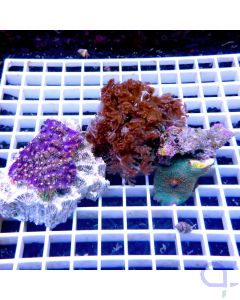 Einsteiger-Korallen-Set - Pachyclavularia - Xenia - Discosoma
