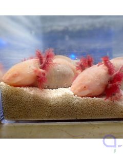 Axolotl - Paar - Gesichter
