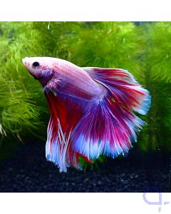 Kampffisch Halfmoon - Lavender - Betta splendens
