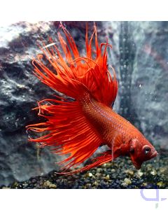 Kampffisch Crowntail - Red - Betta splendens