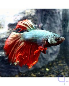 Kampffisch Halfmoon - Dragon - Betta splendens - Face