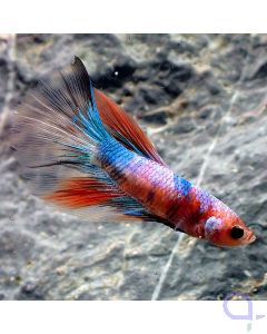 Kampffisch Halfmoon - Blue Nemo - Betta Splendens - Ansicht