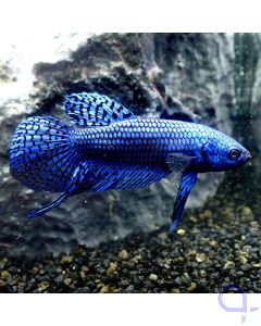 Kampffisch Plakat - Blue Alien - Betta splendens