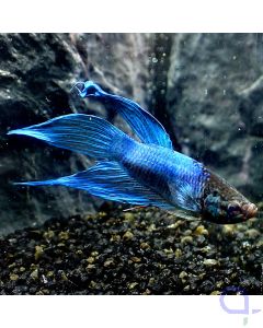 Kampffisch Veiltail - Blue - Betta splendens - Ansicht