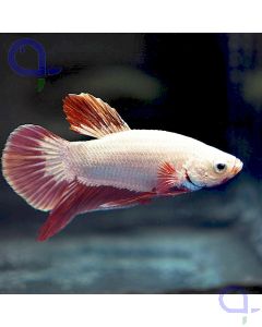 Kampffisch Plakat Dragon- Red White - Betta splendens *11