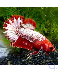Kampffisch Plakat - Red Dragon - Betta Splendens - Body