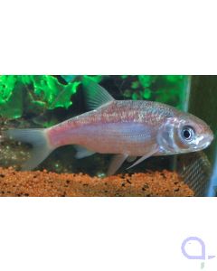 Blauorfe - Leuciscus idus 
