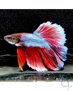 Kampffisch Rosetail "Rot-Blau" - Betta splendens