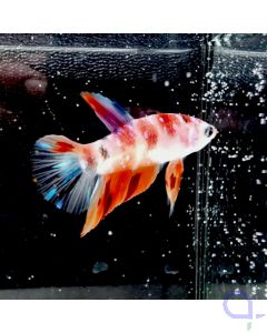 Kampffisch Candy "Berry Mix" - Betta splendens