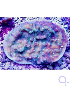 Echinophyllia Chalice - Blue Pastel