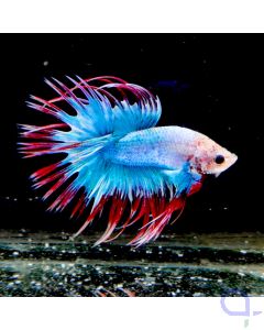 Kampffisch Crowntail "Fire and Ice" - Betta splendens