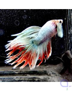 Kampffisch Croentail "Silver" - Betta splendens