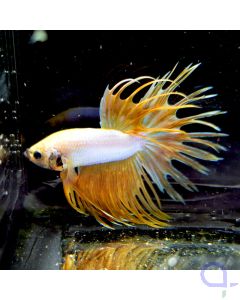 Kampffisch Crowntail "Orange" - Betta splendens