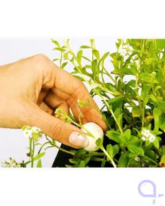 Velda Growth Balls - Wasserpflanzen Düngekugeln 50 Stück