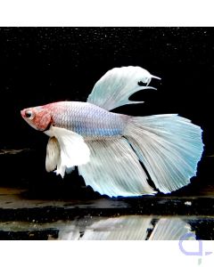 Kampffisch Dumbo Ear "Iced Out Elephant" - Betta splendens
