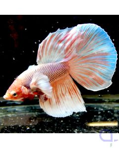 Kampffisch Dumbo Ear Ultra "One in a Million" - Betta splendens