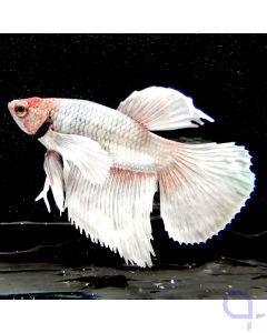 Kampffisch DumboEar "Weiß-Rot" - Betta splendens