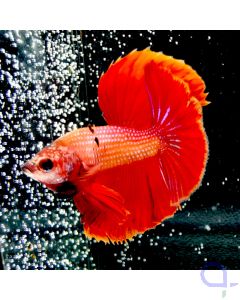 Kampffisch Halfmoon "Red Dwarf" - Betta splendens