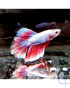 Kampffisch Halfmoon "Thai Flag" - Betta splendens