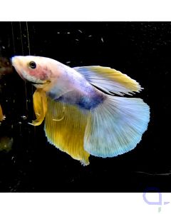 Kampffisch Halfmoon "Blau-Gelb" - Betta splendens