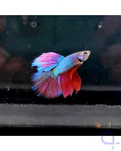 Kampffisch Halfmoon "Rainbow" - Betta splendens