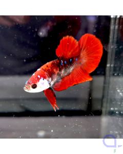 Kampffisch Hellboy Plakat "Ghostface" - Betta splendens