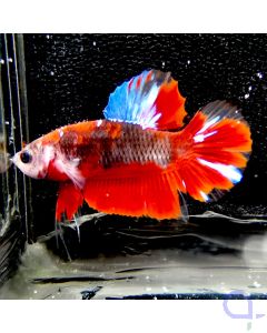 Kampffisch HB "Hellfire" - Betta splendens