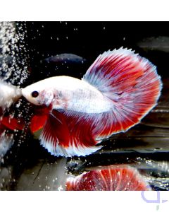 Kampffisch Halfmoon "Splitcolor" - Betta splendens