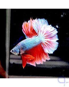 Kampffisch Rosetail HM "Premium Multicolor" - Betta splendens
