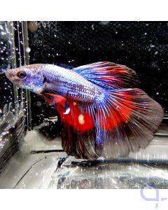 Kampffisch Halfmoon "Tricolor" - Betta splendens